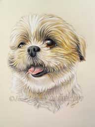 Portrait de la Shih-Tzu Nitsan dessin au crayon de couleur